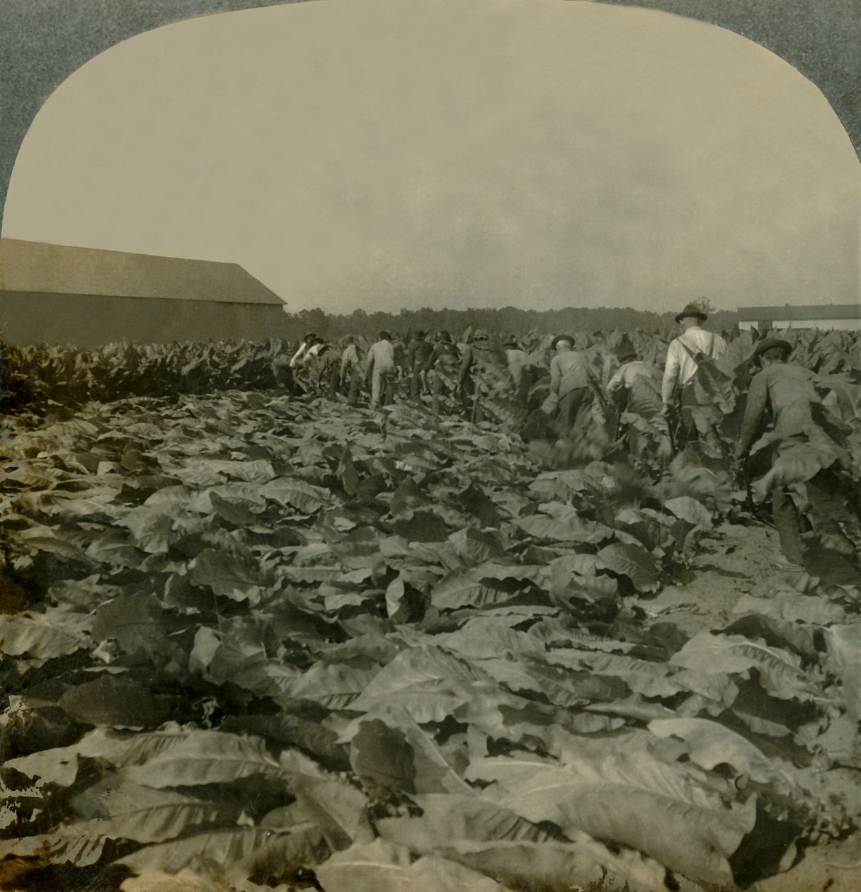 割烟，美国肯塔基州，1904年。 作者 Keystone View公司