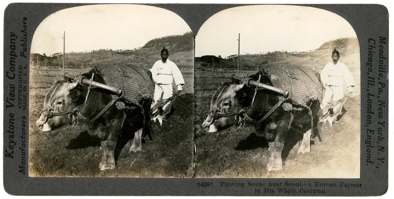 1900年代，在韩国首尔附近耕种。 作者 Keystone View公司