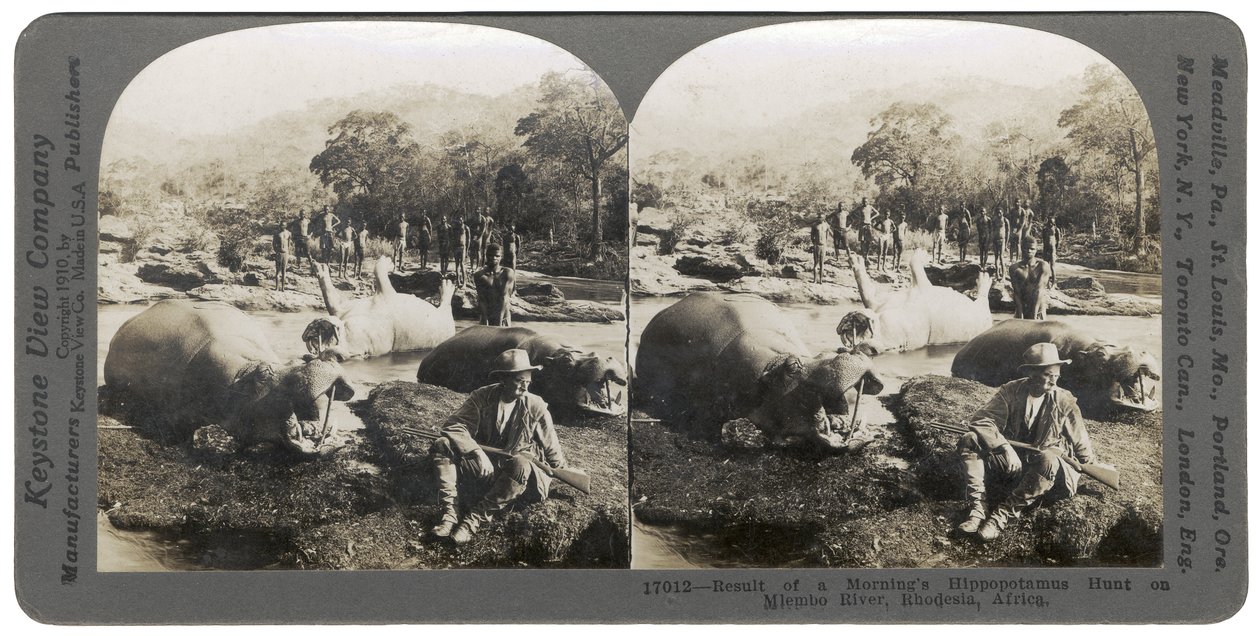 1910年非洲罗得西亚Mlembo河上早上的河马狩猎的结果 作者 Keystone View公司