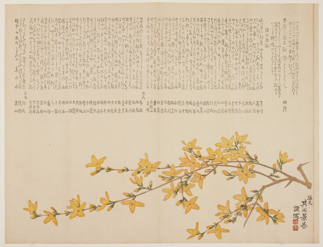 日本黄玫瑰，或Yamabuki，c.1818-29（彩色木版画） 作者 小子景康