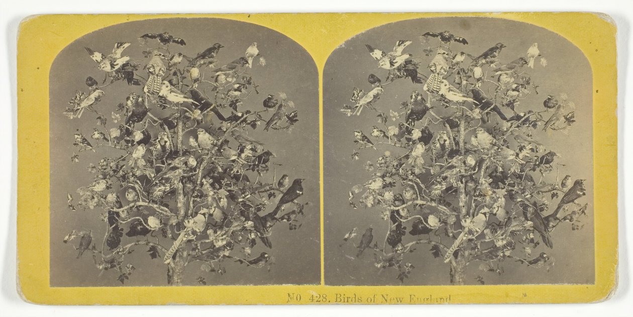 新英格兰的鸟类, 185575.创作者：基尔本兄弟，BW基尔本。 作者 基尔本兄弟，BW 基尔本