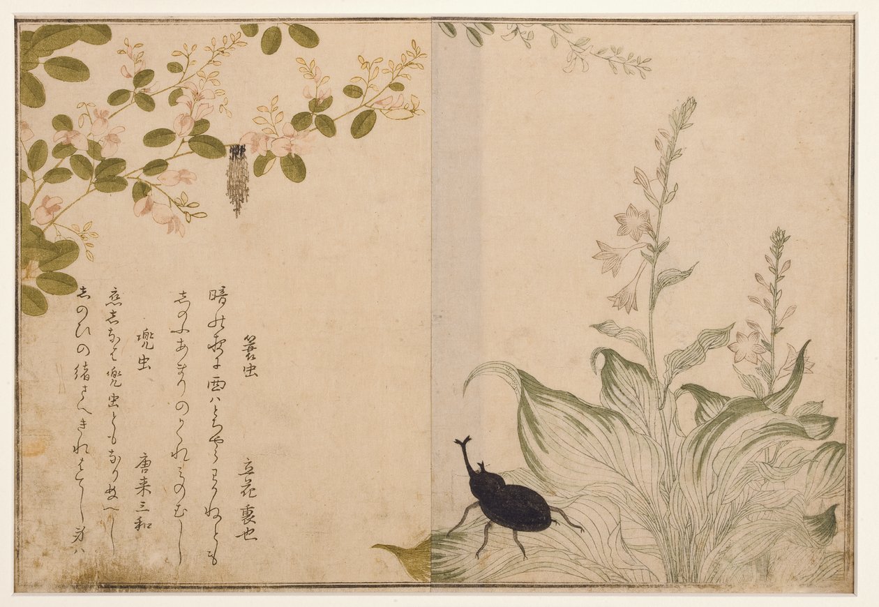 篮子蠕虫和头盔甲虫，1788（木刻） 作者 北川宇多郎