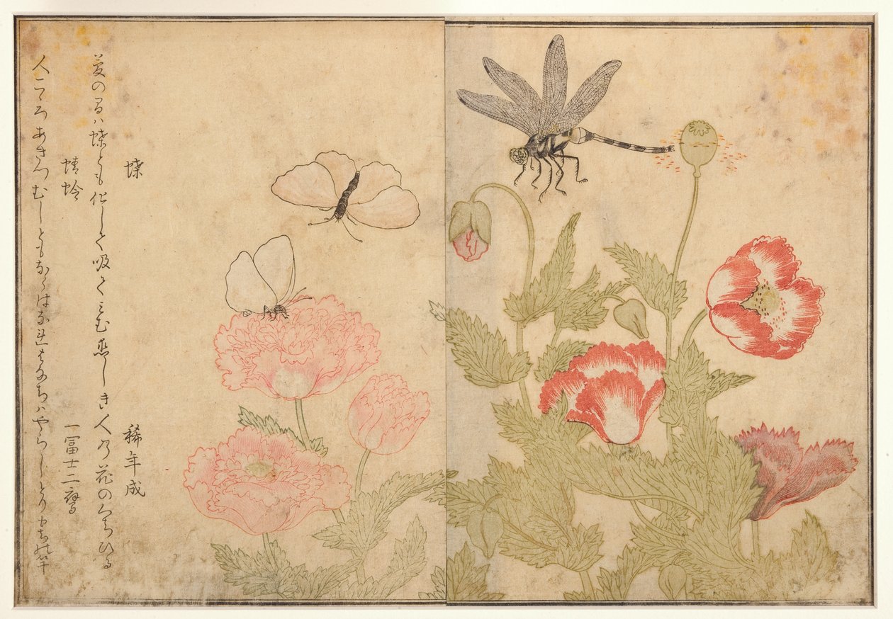 蝴蝶和蜻蜓，1788（木刻） 作者 北川宇多郎