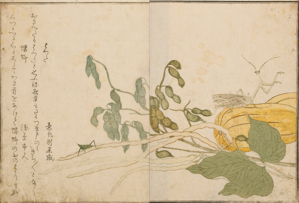 蚱蜢和螳螂，1788年（木刻） 作者 北川宇多郎