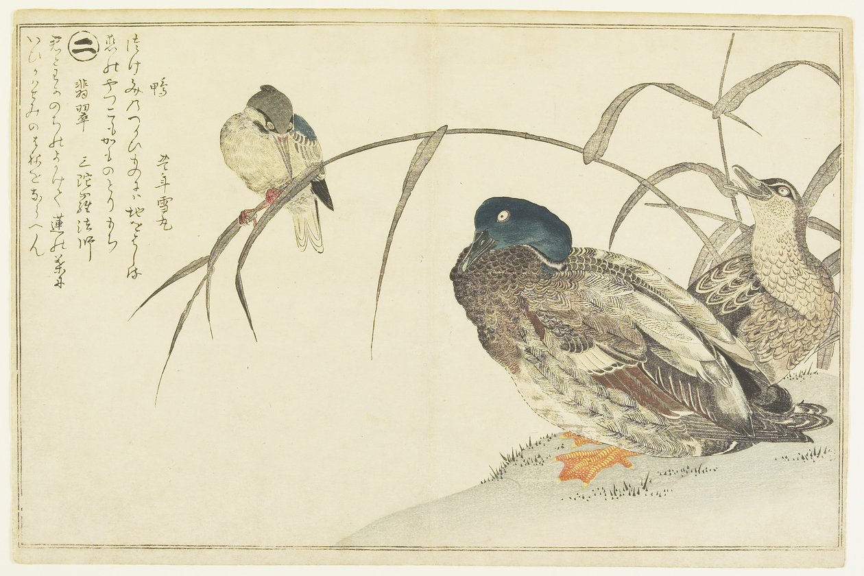 野鸭和翠鸟，1790年 作者 北川宇多郎