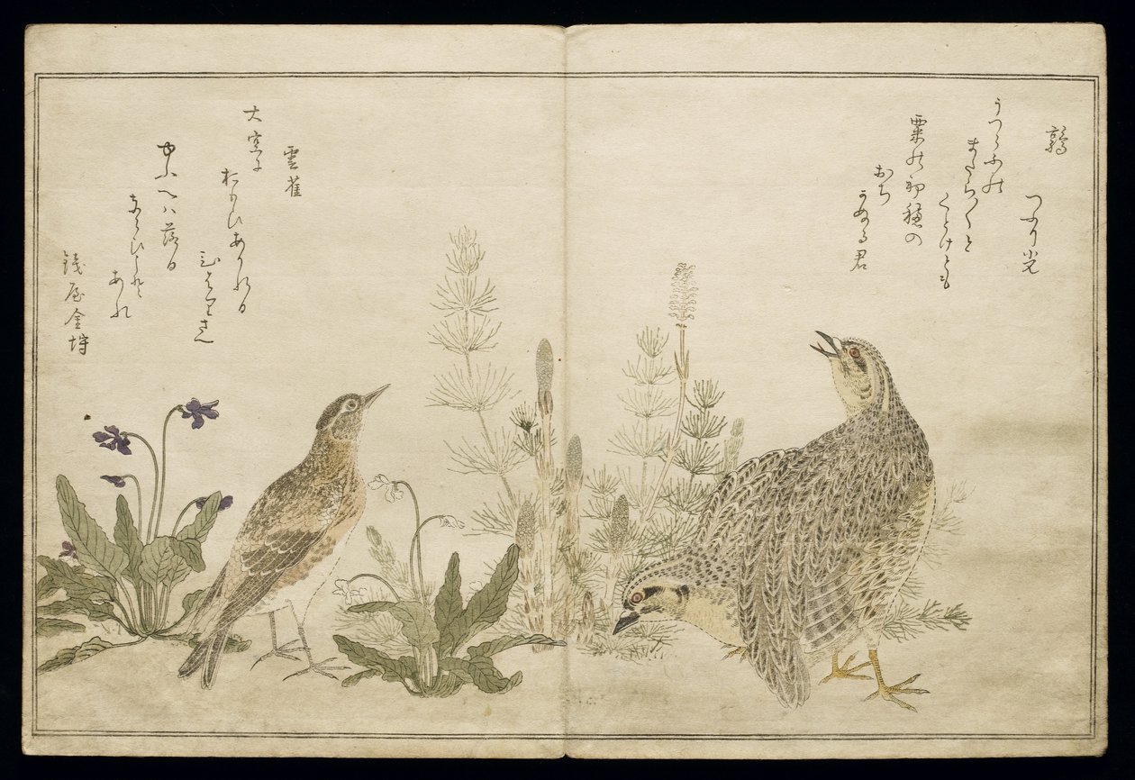 P.332-1946 Vol.1 f.1右边的一对鹌鹑和草，以及左边草丛中的云雀，来自专辑&39;Birds in Humorous Songs&39;，1791（彩色木版画） 作者 北川宇多郎