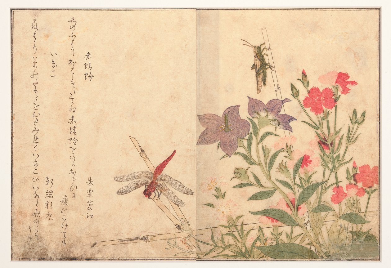 红蜻蜓和水稻蝗虫，1788（木刻） 作者 北川宇多郎