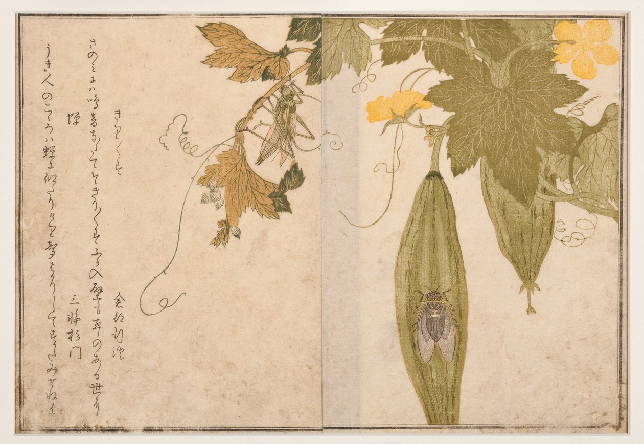 在蝉上唱歌板球，1788年（木刻） 作者 北川宇多郎