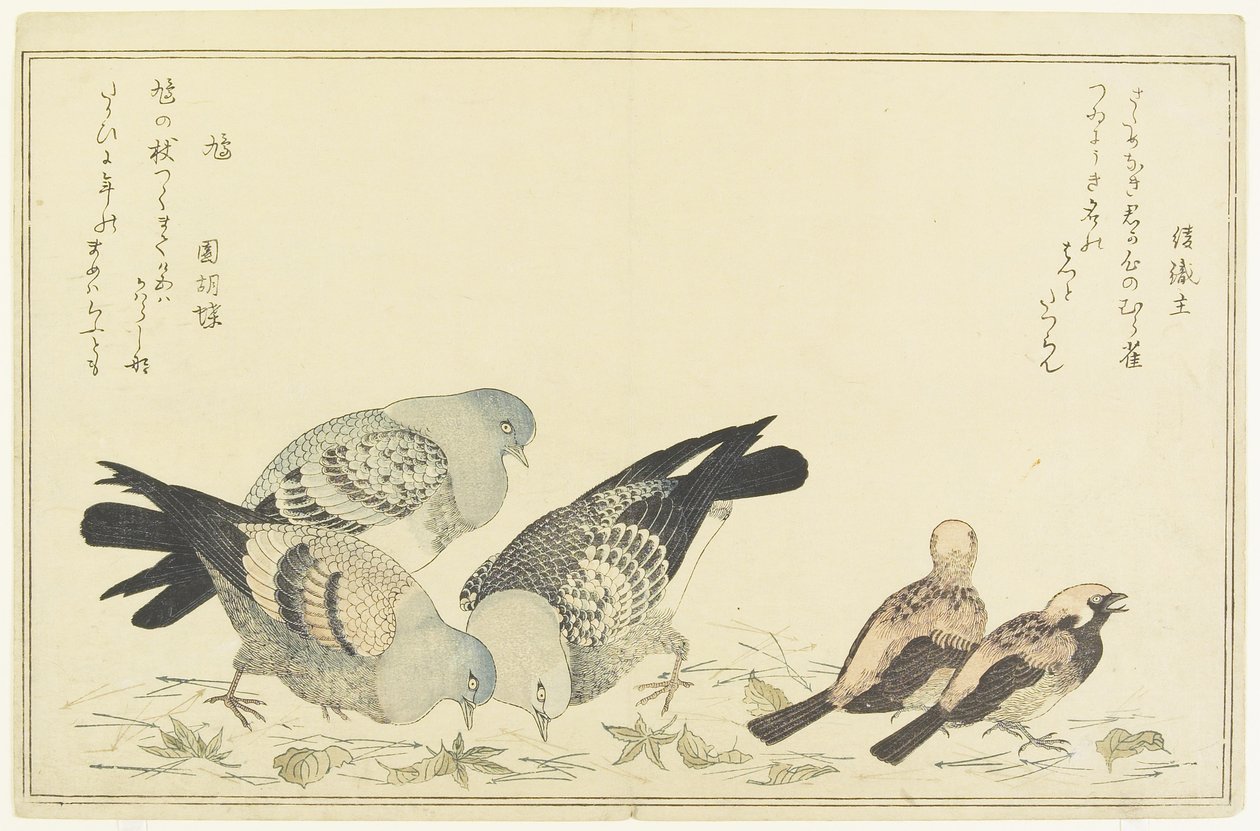 树麻雀和岩鸽，c。 1790 作者 北川宇多郎