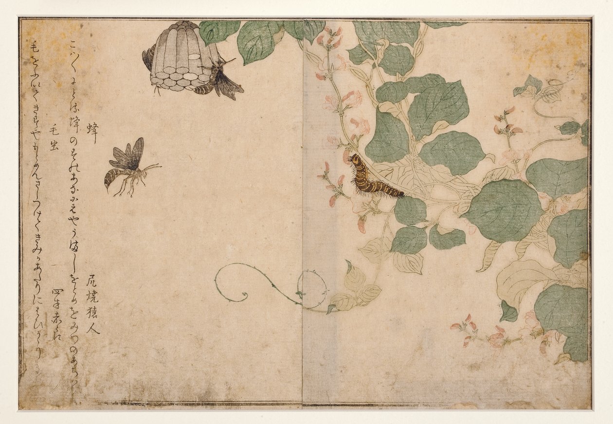 黄蜂和毛毛虫，1788（木刻） 作者 北川宇多郎