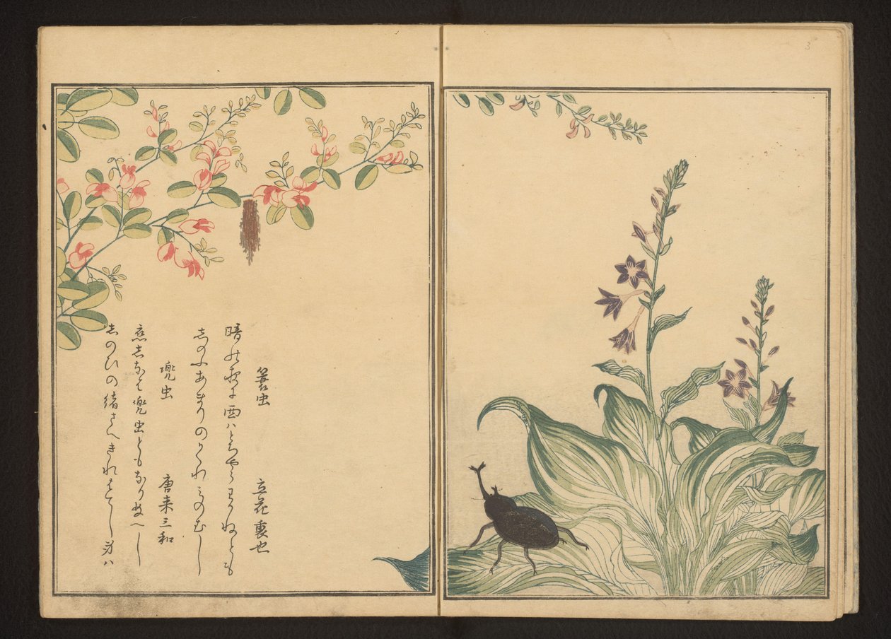 灌木三叶草和石韭菜花上的篮虫和头盔甲虫 作者 北川宇多郎