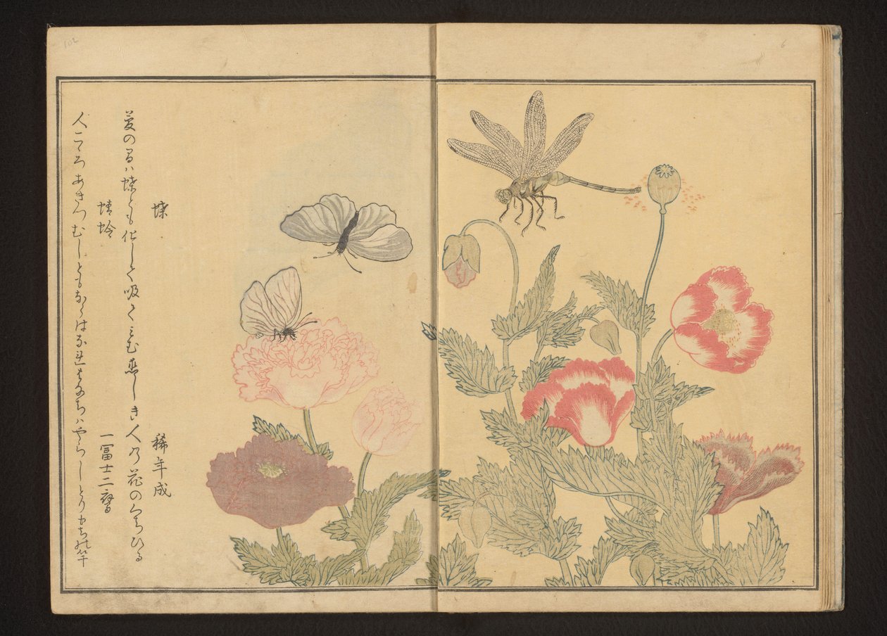 罂粟花旁的蝴蝶和蜻蜓 作者 北川宇多郎