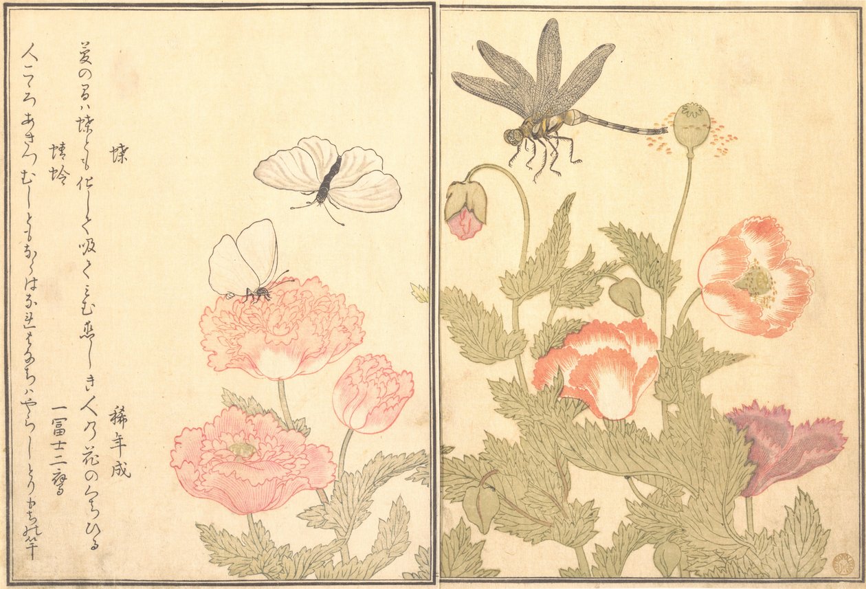 蝴蝶Cho，蜻蜓Kagero或Tonbo，1788。 作者 北川宇多郎