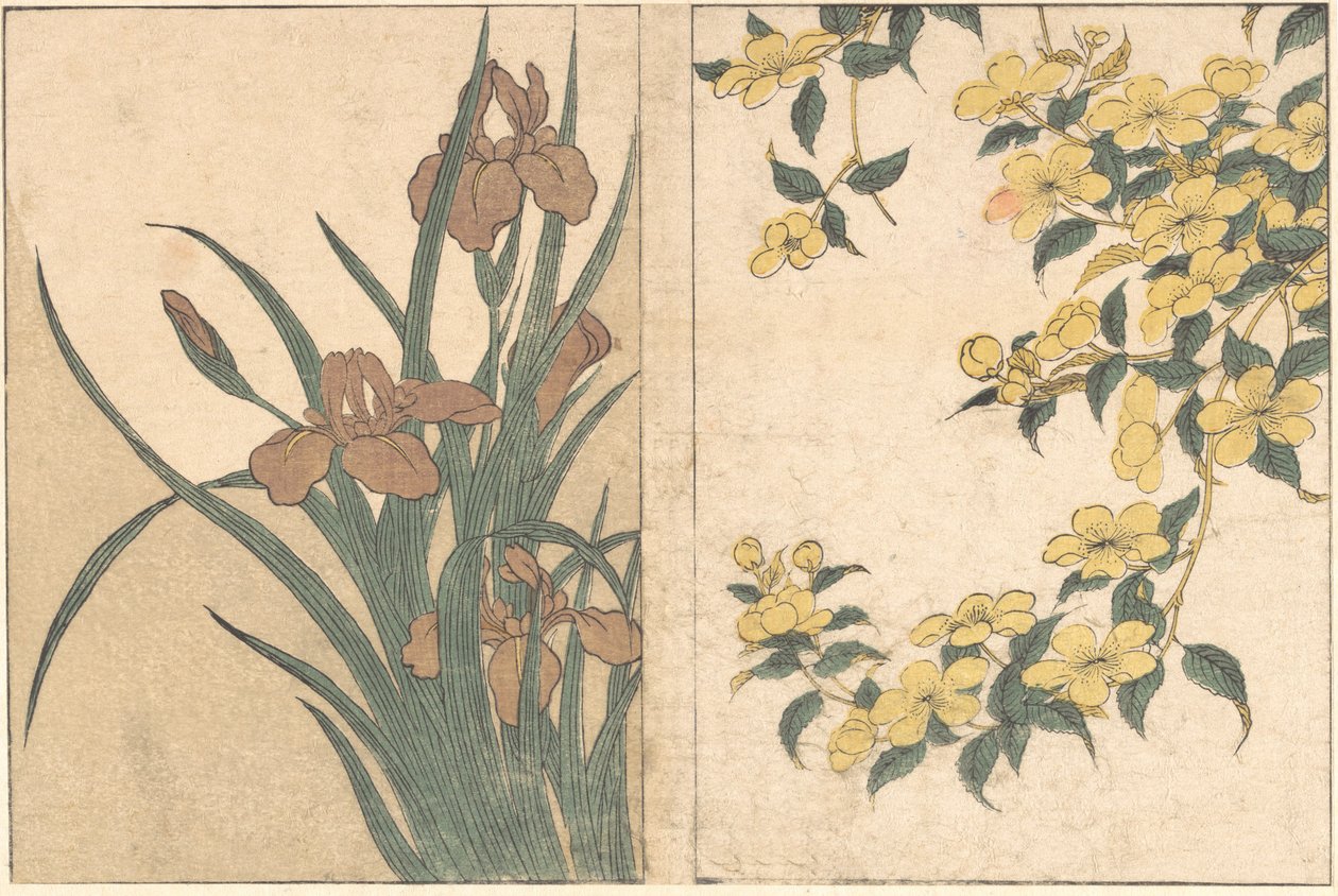 樱花和鸢尾花，摘自绘本《四季之花》，1801年。 作者 北川宇多郎