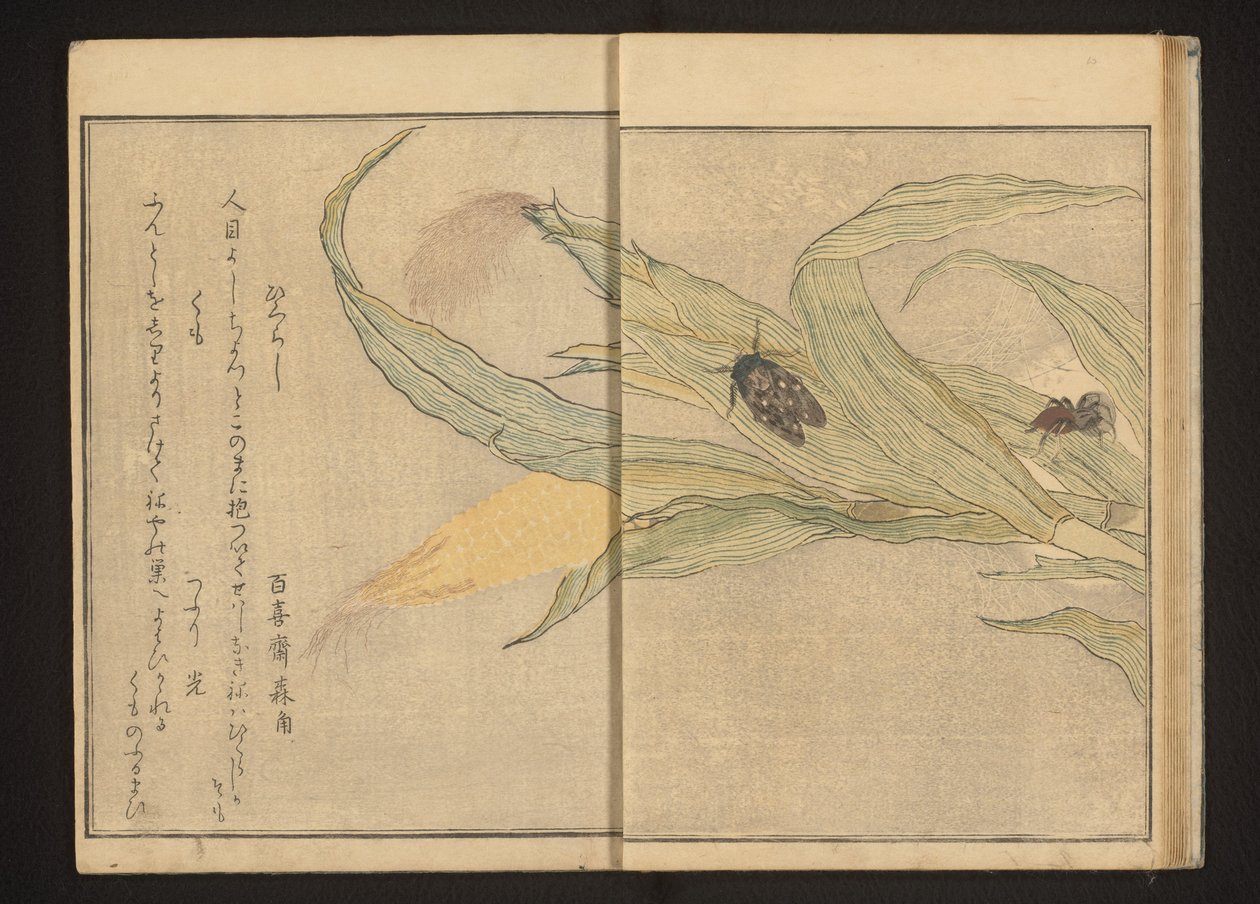 玉米上的蝉和蜘蛛 作者 北川宇多郎