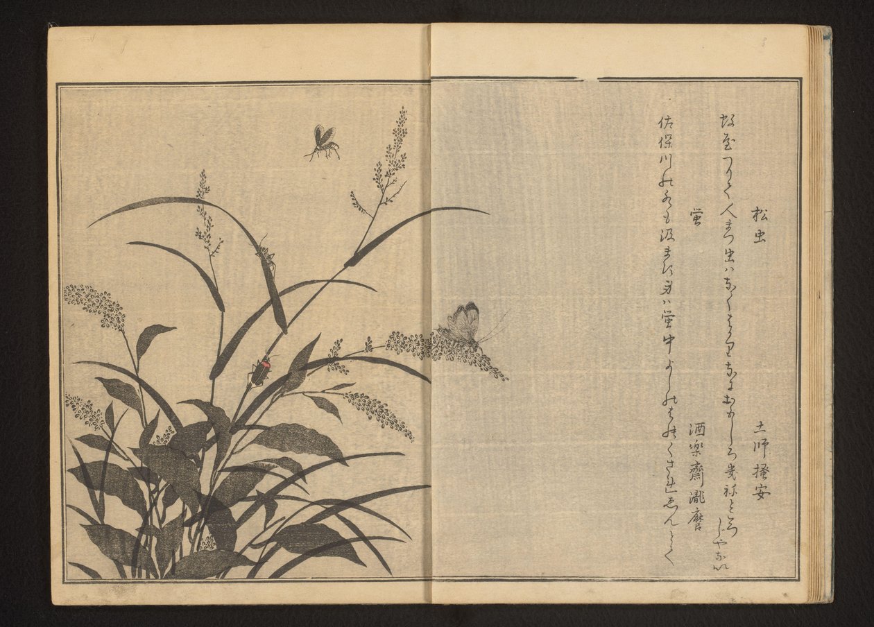 蓼花上的蟋蟀和萤火虫已经 作者 北川宇多郎