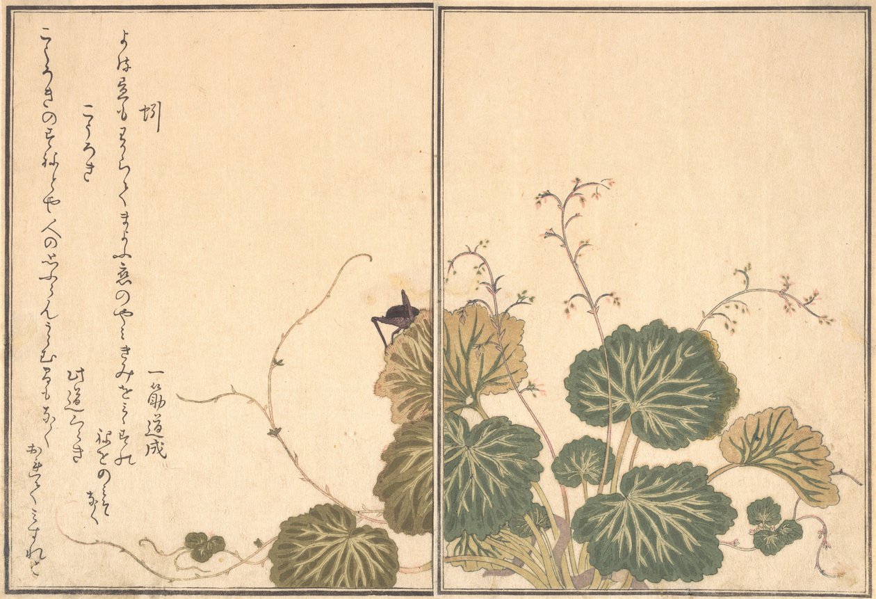 蚯蚓Mimizu，蟋蟀Korogi...，1788。 作者 北川宇多郎