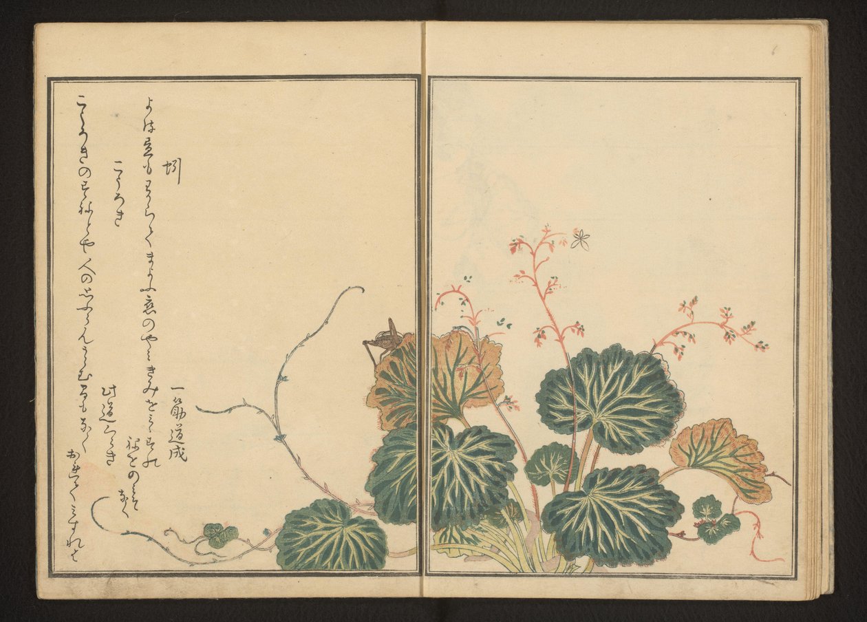 匍匐虎耳草上的蚯蚓和黑蟋蟀 作者 北川宇多郎