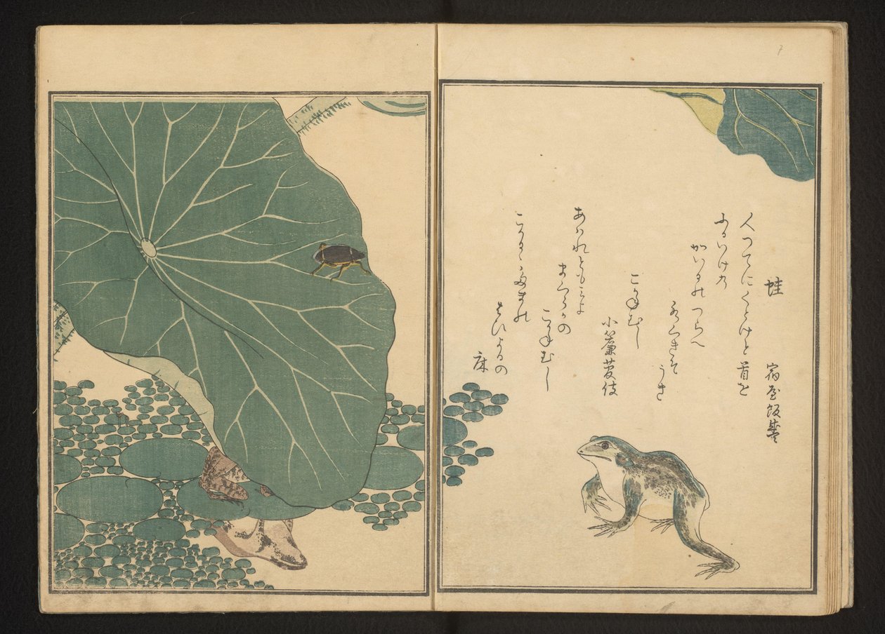莲花附近的青蛙和金虫 作者 北川宇多郎
