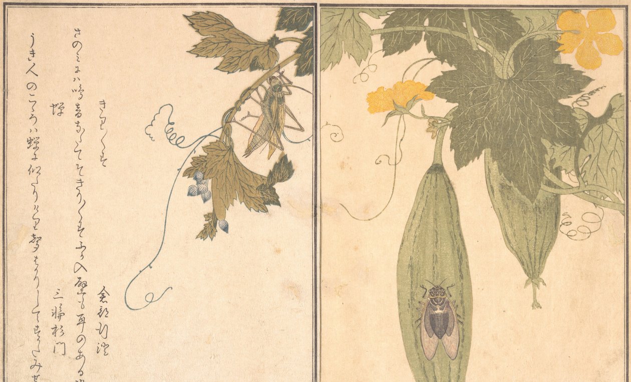 蚱蜢 Kirigirisu, Cicada Semi..., 1788. 作者 北川宇多郎