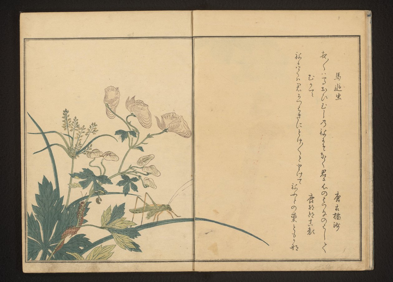 乌头草上的蚱蜢和蜈蚣 作者 北川宇多郎