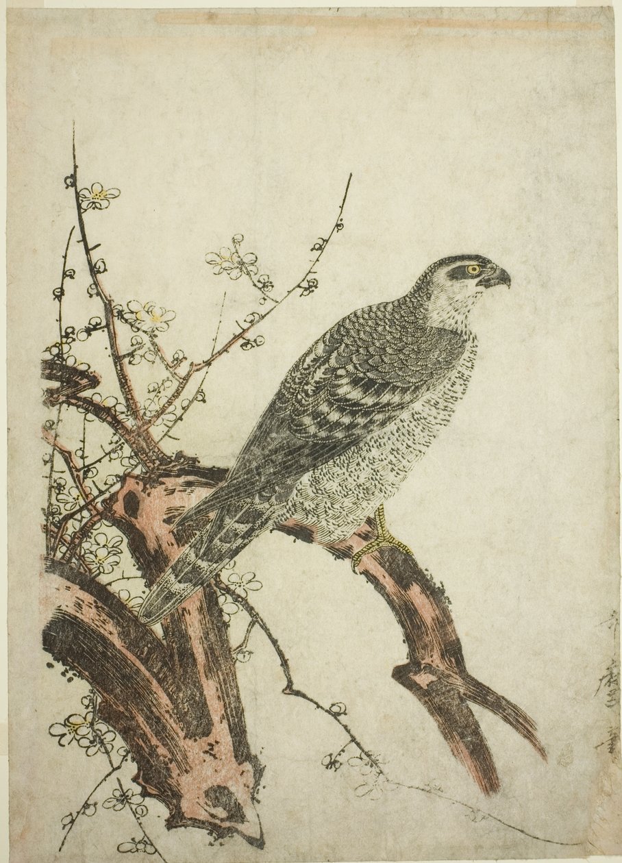 梅枝上的鹰 作者 北川宇多郎