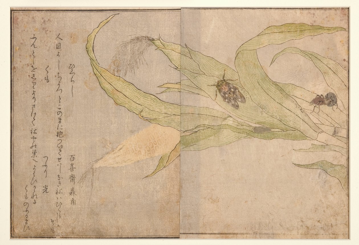Higurashi和蜘蛛，1788（木刻） 作者 北川宇多郎