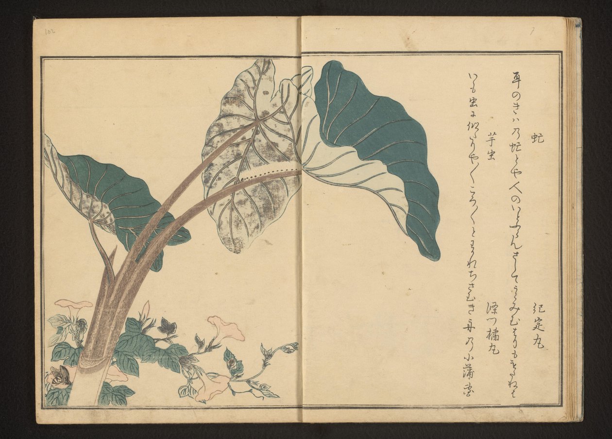 马鞭草上的马蝇和芋头上的毛毛虫 作者 北川宇多郎