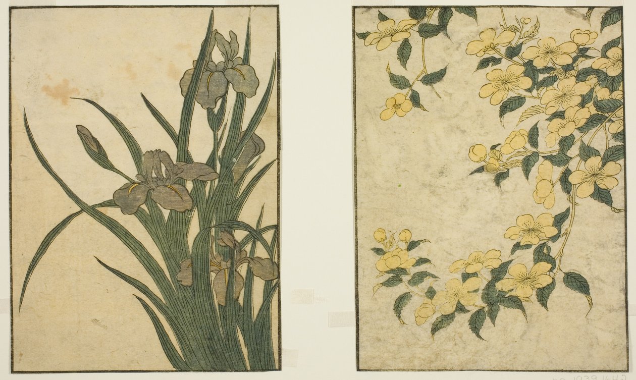 棣棠花和鸢尾花，选自绘本《图画书：四季之花（Ehon shiki no hana）"，第一卷 作者 北川宇多郎