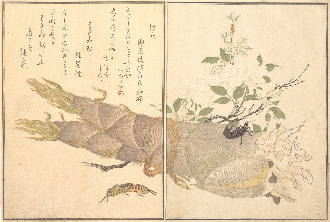 鼹鼠蟋蟀Kera，蠼螋，Hasami-mushi...，1788。 作者 北川宇多郎
