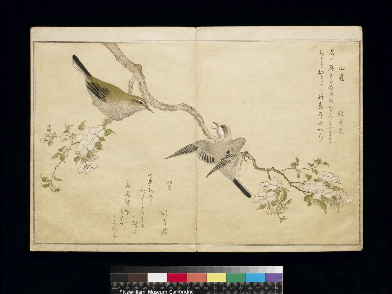 P.332-1946 Vol.1 f.2右边树枝上的山雀和左边树枝上的布什莺，来自专辑“幽默歌曲中的鸟类”，1791年（彩色木版画） 作者 北川宇多郎