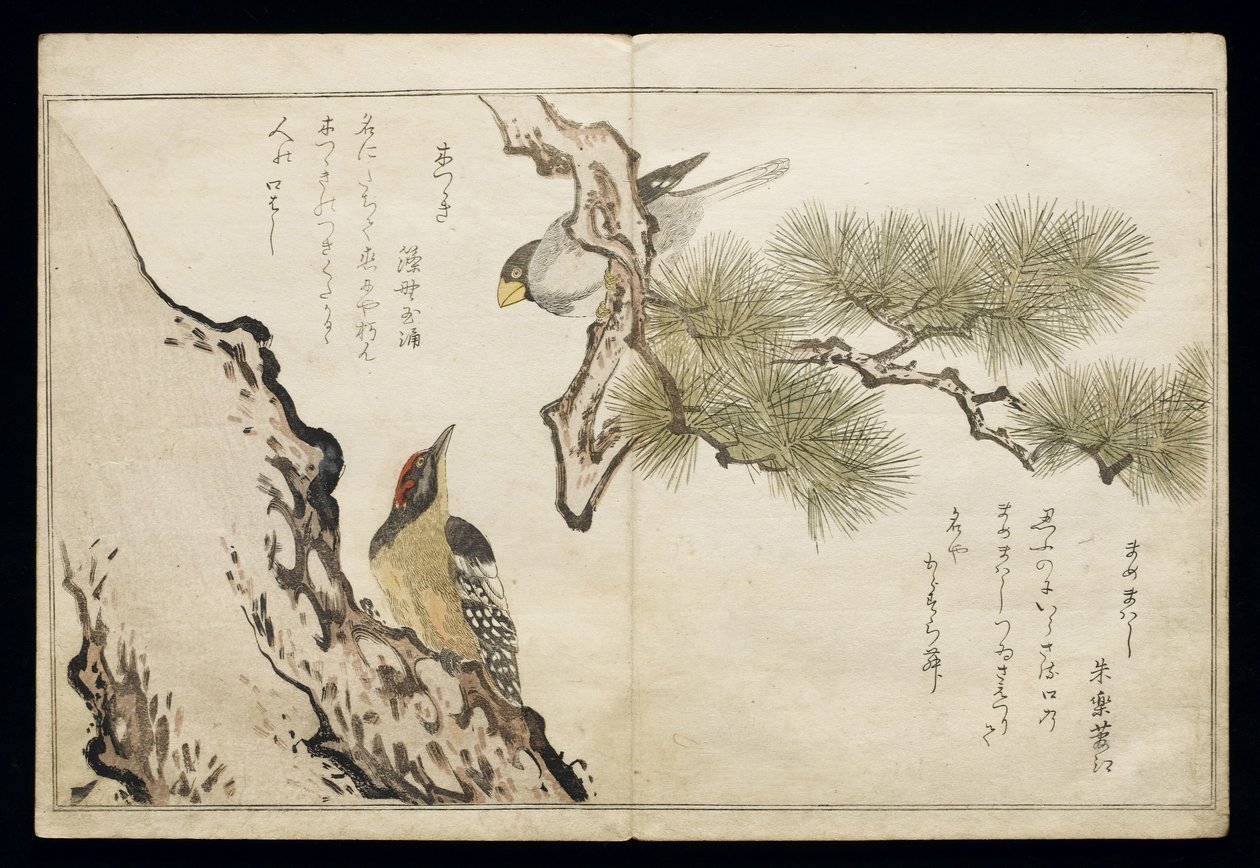P.332-1946 Vol.1 f.3 Hawfinch和一只啄木鸟，来自专辑“Birds in Humorous Songs”，1791（彩色木版画） 作者 北川宇多郎