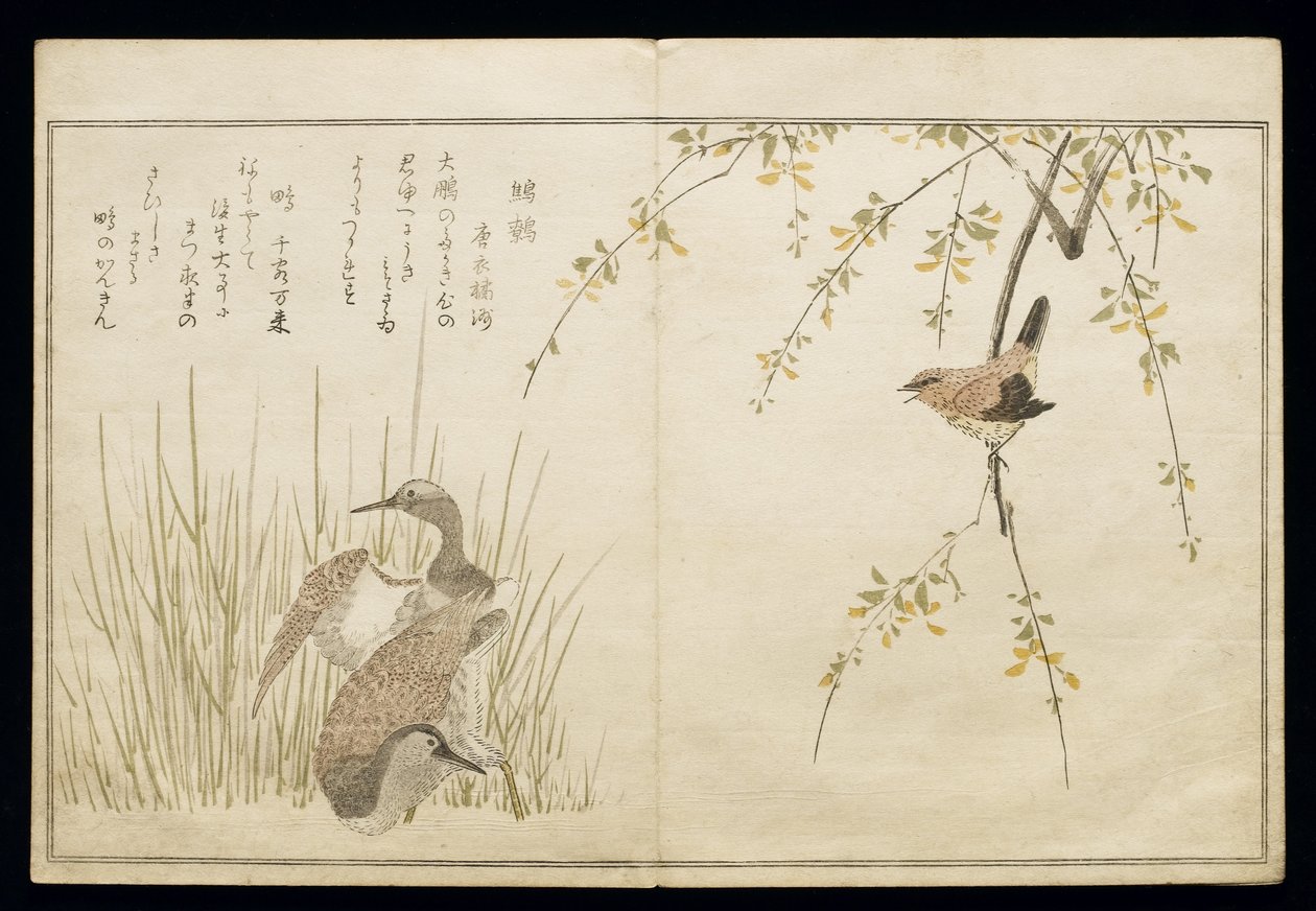 P.332-1946 Vol.1 f.5 W and和一对Snipe，来自专辑&39;Birds in Humorous Songs&39;，1791（彩色木版画） 作者 北川宇多郎