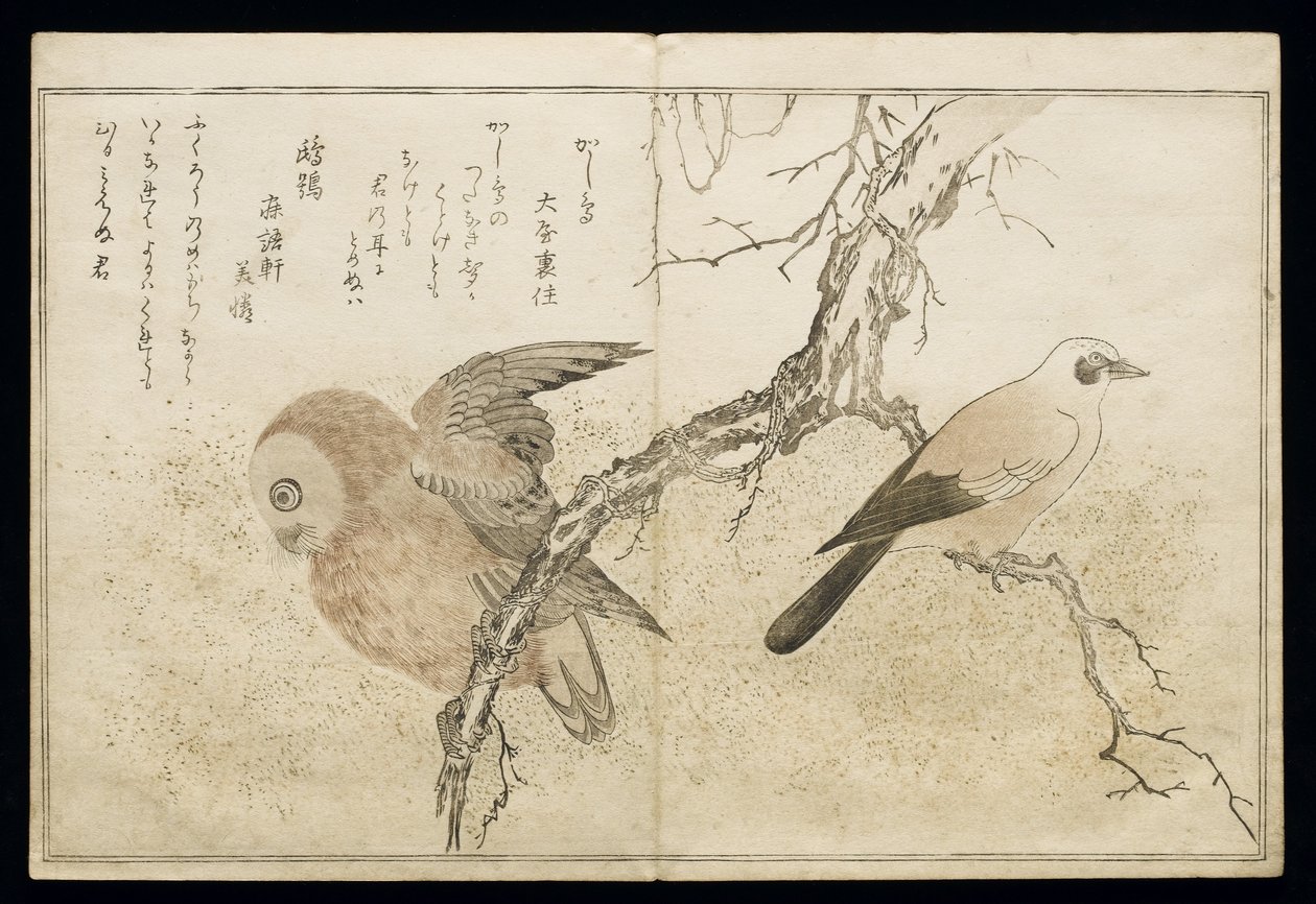 P.332-1946 Vol.1 f.7右边的周杰伦和左边的猫头鹰，来自一张专辑&39;Birds in Humorous Songs&39;，1791（彩色木版画） 作者 北川宇多郎