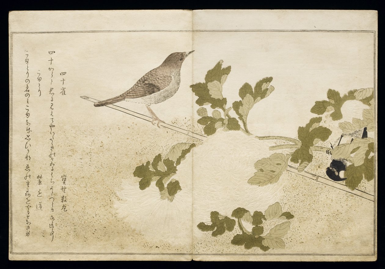 P.332-1946 Vol.2 f.2满洲大山雀和罗宾，来自专辑“幽默歌曲中的鸟类”，1791年（彩色木版画） 作者 北川宇多郎