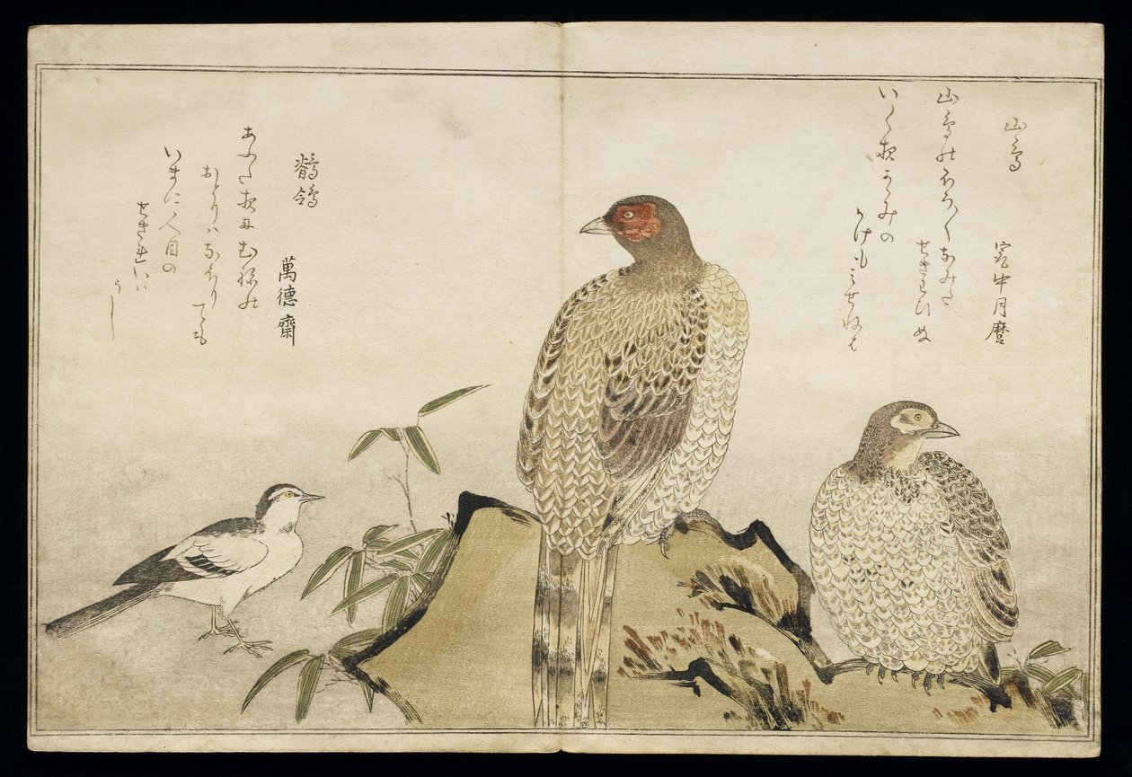 P.332-1946 Vol.2 f.3两张铜野鸡和一只W ,,来自专辑&39;Birds in Humorous Songs&39;，1791（彩色木版画） 作者 北川宇多郎