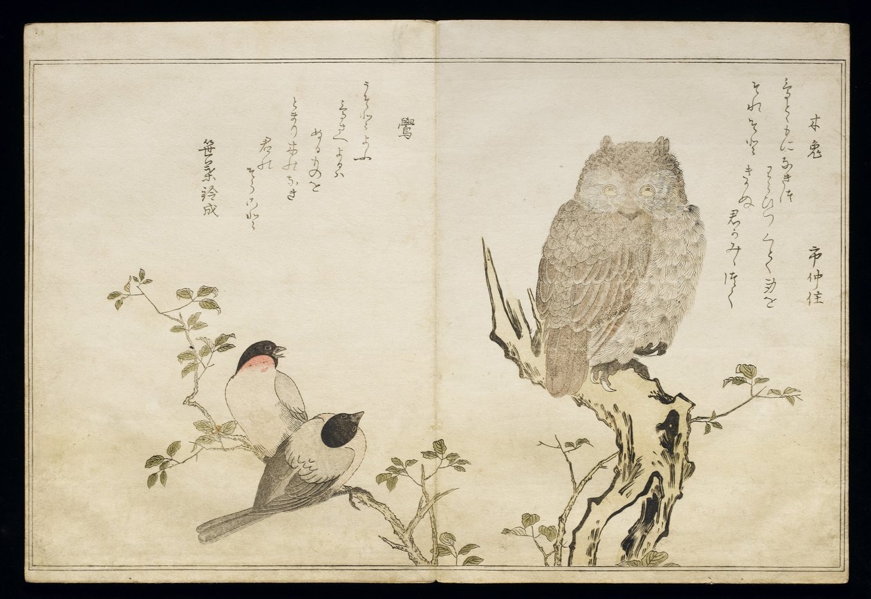P.332-1946 Vol.2 f.4一只猫头鹰和两只东方红腹灰雀，来自专辑“幽默歌曲中的鸟类”，1791年（彩色木版画） 作者 北川宇多郎