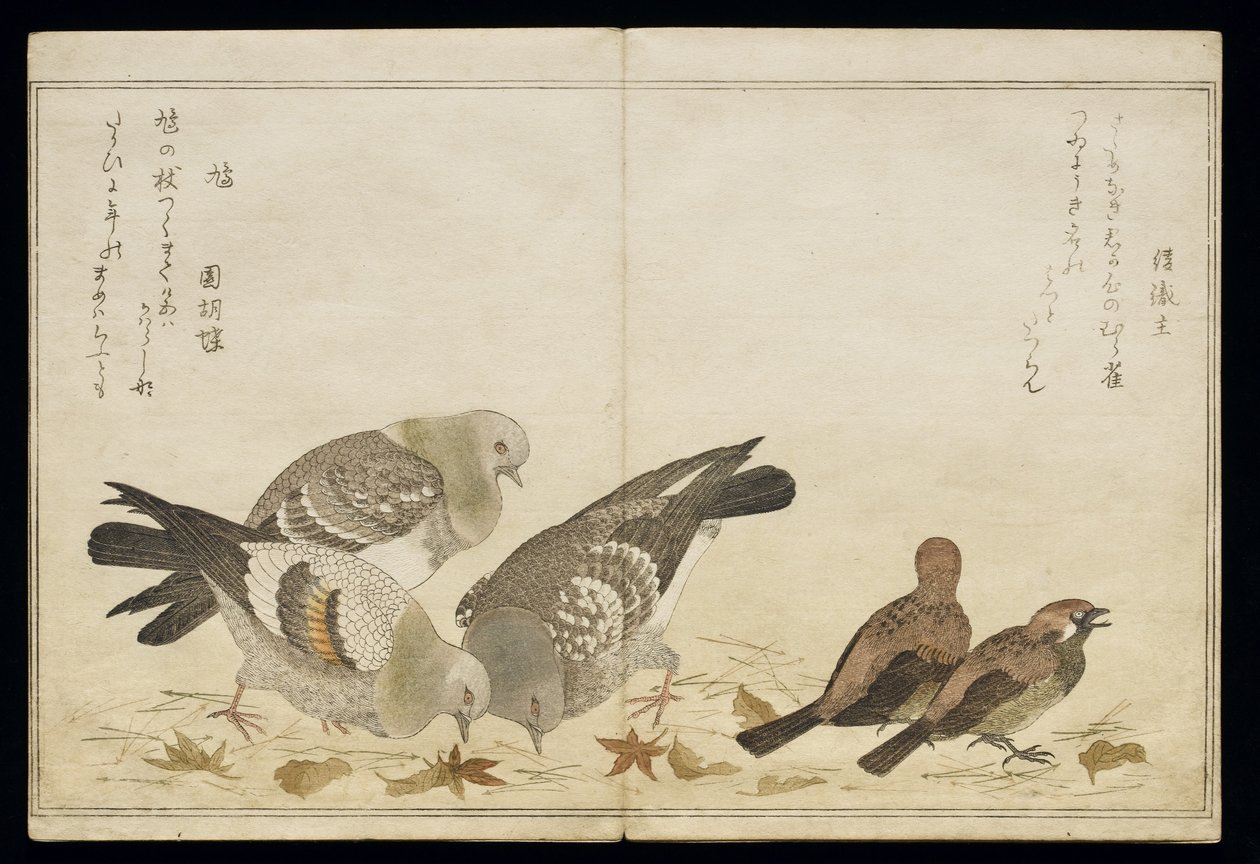 P.332-1946 Vol.2 f.5三只鸽子和两只雀，来自专辑“幽默歌曲中的鸟类”，1791年（彩色木版画） 作者 北川宇多郎
