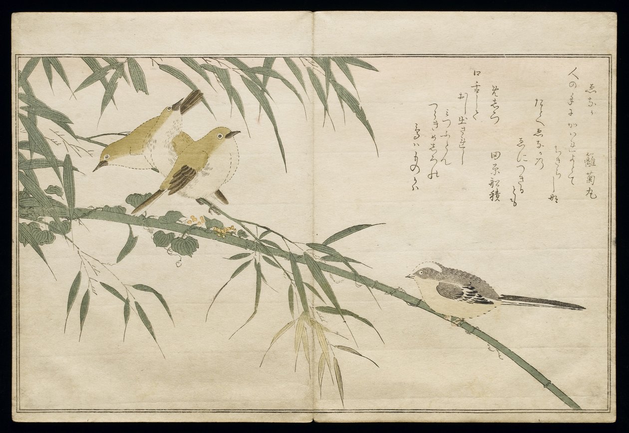 P.332-1946 Vol.2 f.6长尾山雀和三只白眼，来自专辑“幽默歌曲中的鸟类”，1791年（彩色木版画） 作者 北川宇多郎