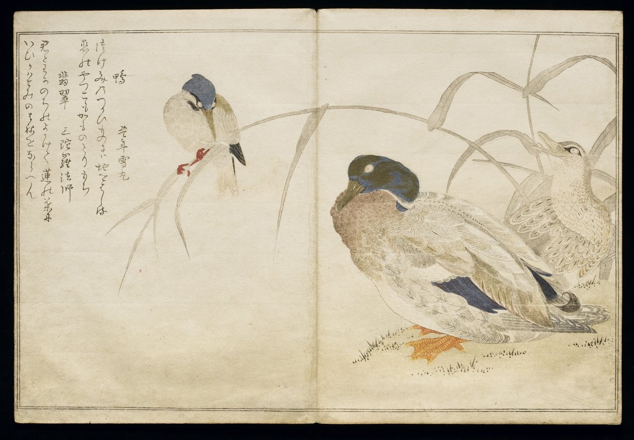 P.332-1946 Vol.2 f.7两只野鸭和一只普通的翠鸟，来自专辑“幽默歌曲中的鸟类”，1791年（彩色木版画） 作者 北川宇多郎