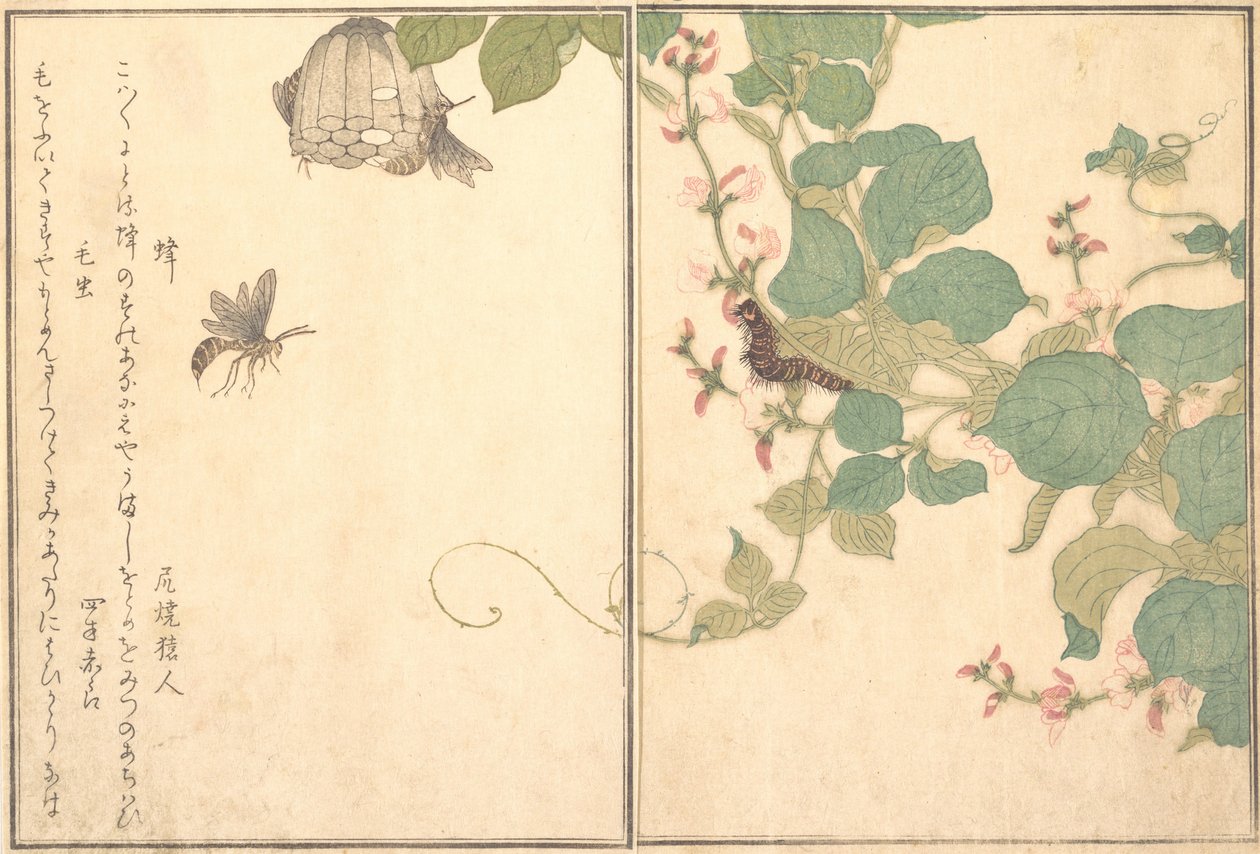 纸黄蜂Hachi，毛毛虫Kemushi...，1788年。 作者 北川宇多郎