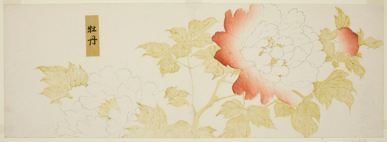 牡丹 作者 北川宇多郎