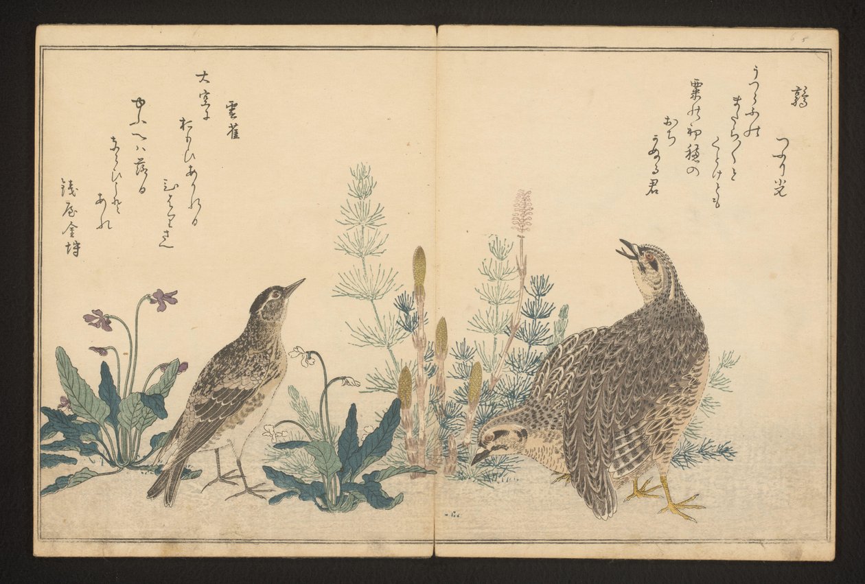 鹌鹑和云雀 作者 北川宇多郎