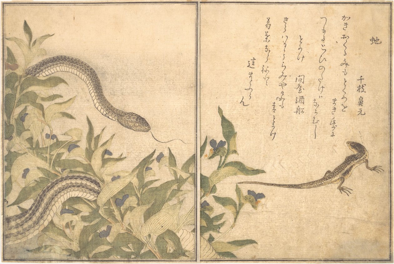 大鼠蛇Hebi，蜥蜴或水貂Tokage...，1788年。 作者 北川宇多郎