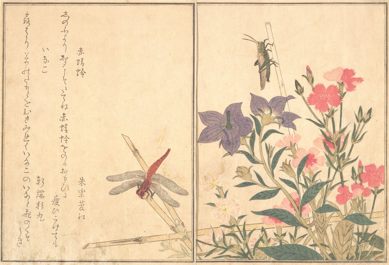 红蜻蜓Akatonbo，蝗虫Inago...，1788。 作者 北川宇多郎