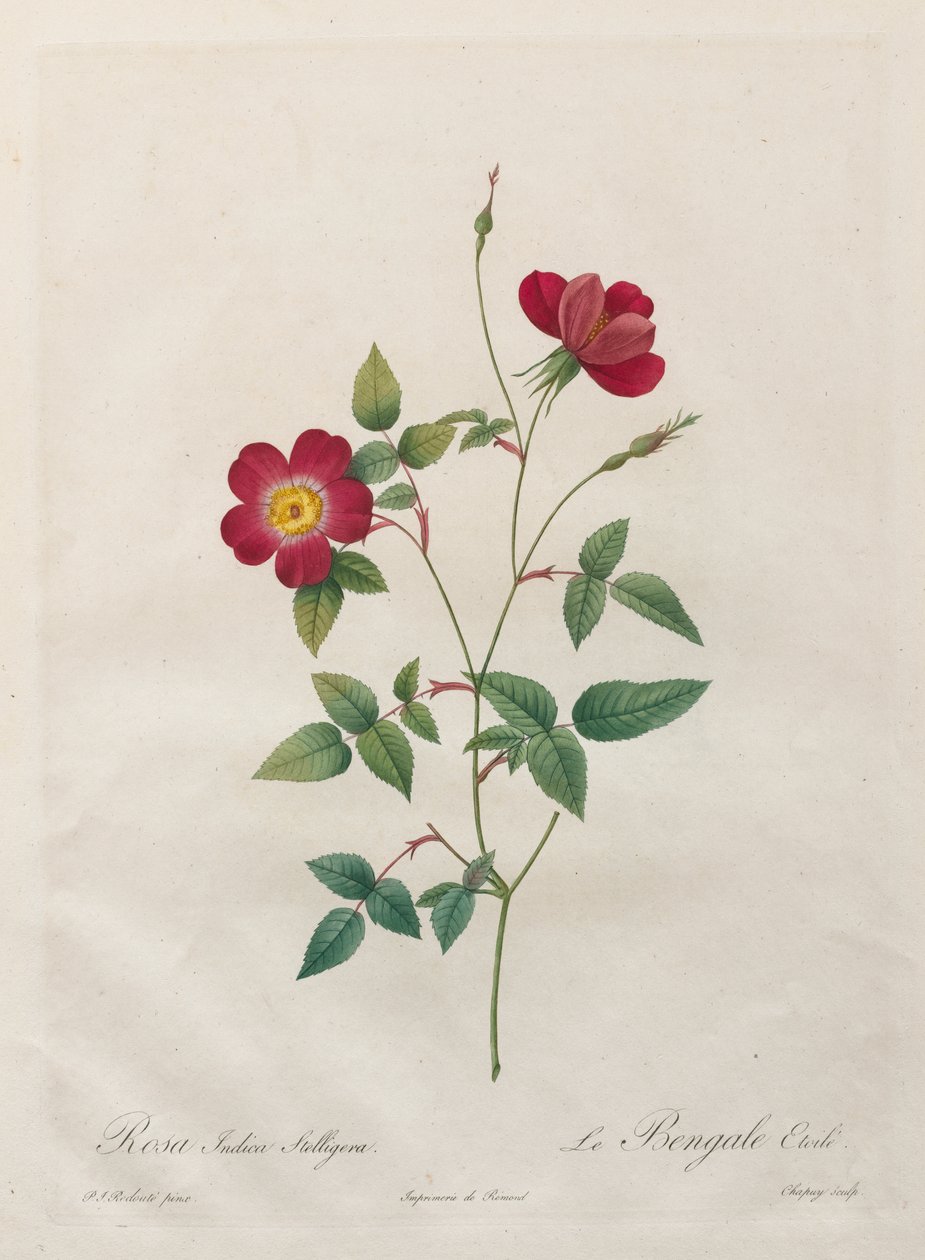 Rosa Indica Stelligera 作者 北川宇多郎