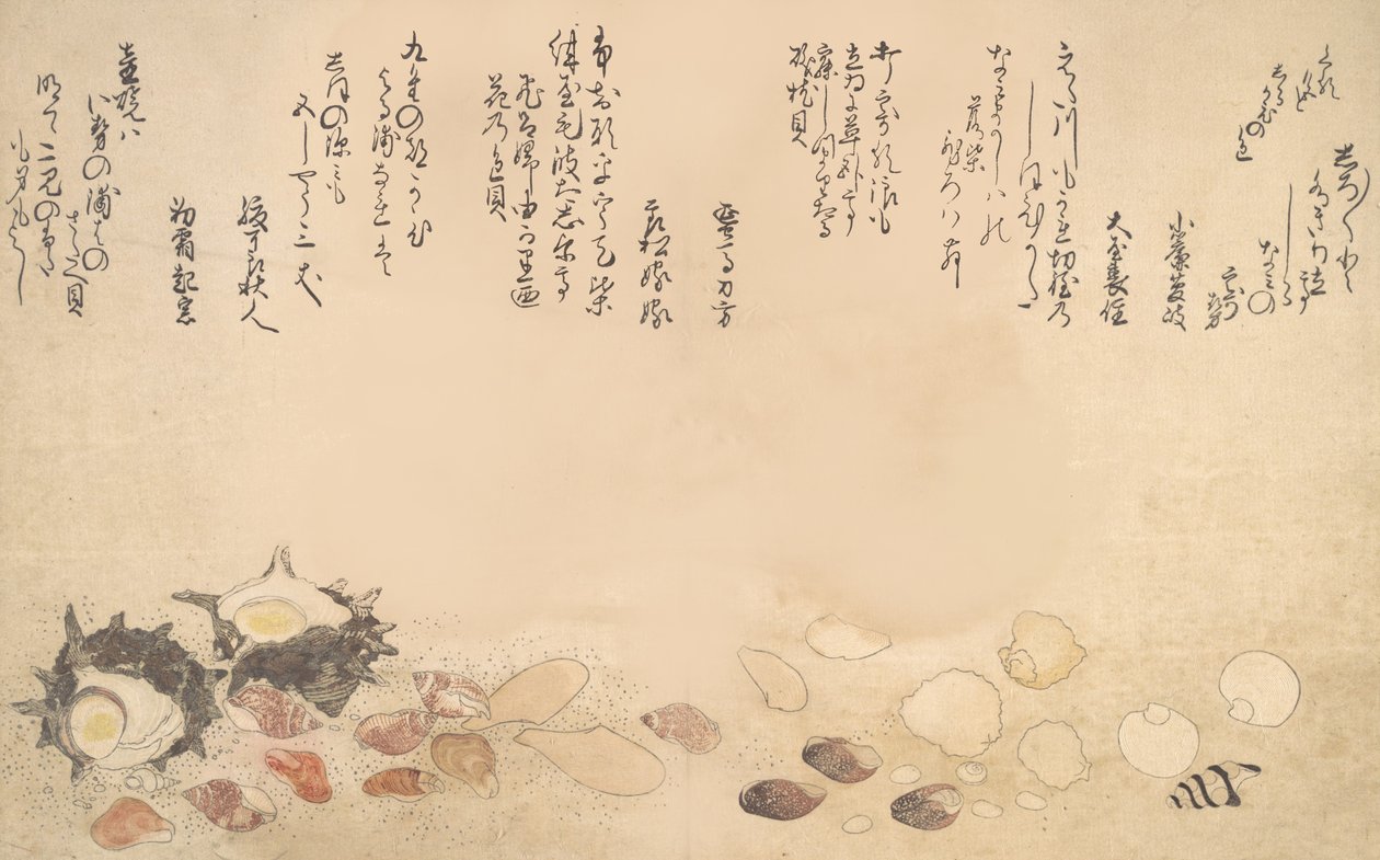 水下贝壳，1790年。 作者 北川宇多郎