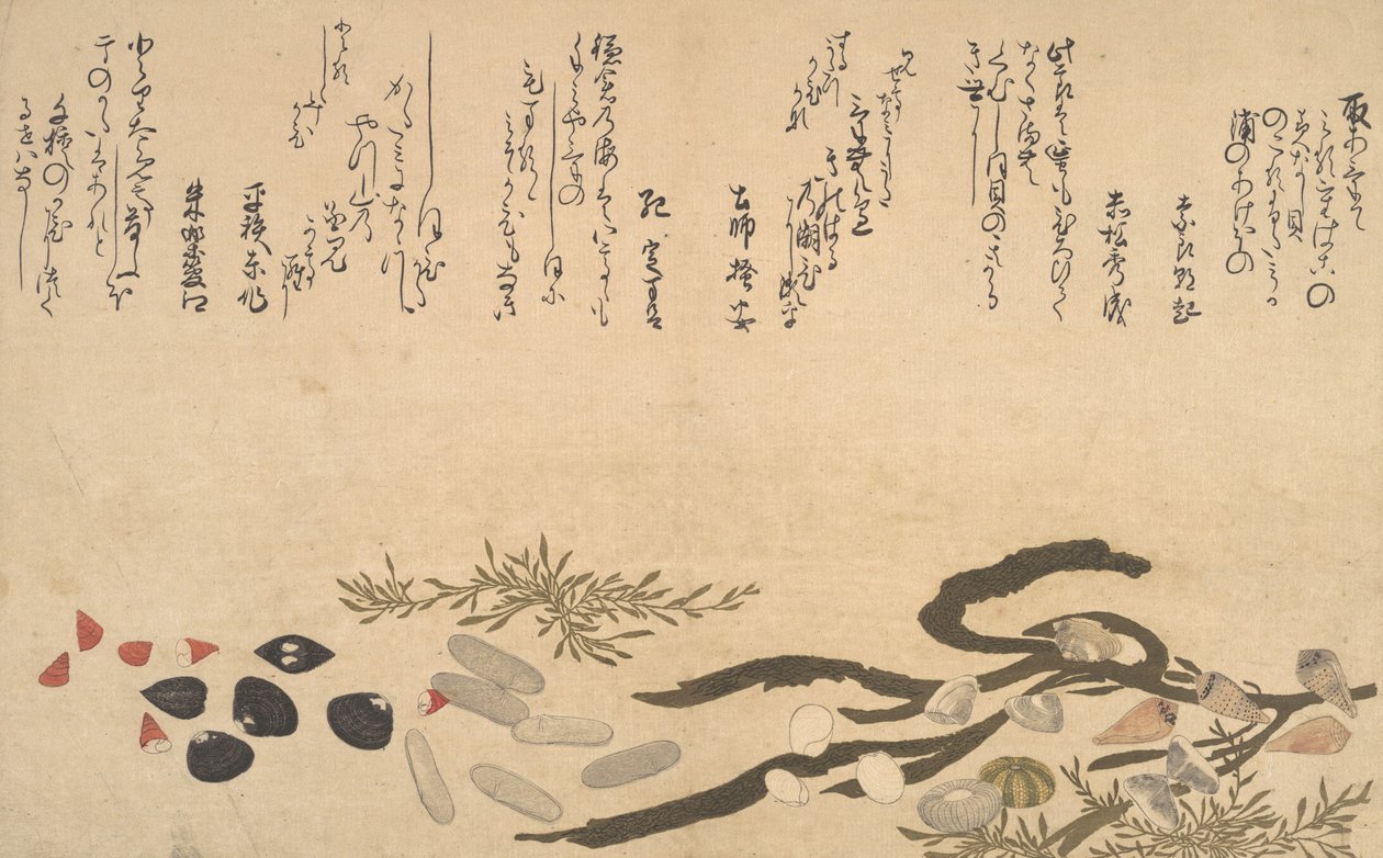水下贝壳，1790年。 作者 北川宇多郎