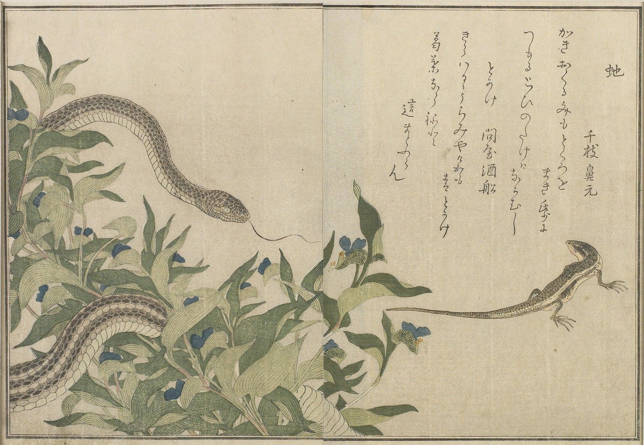 Snake and Lizard，1788（彩色木版画） 作者 北川宇多郎