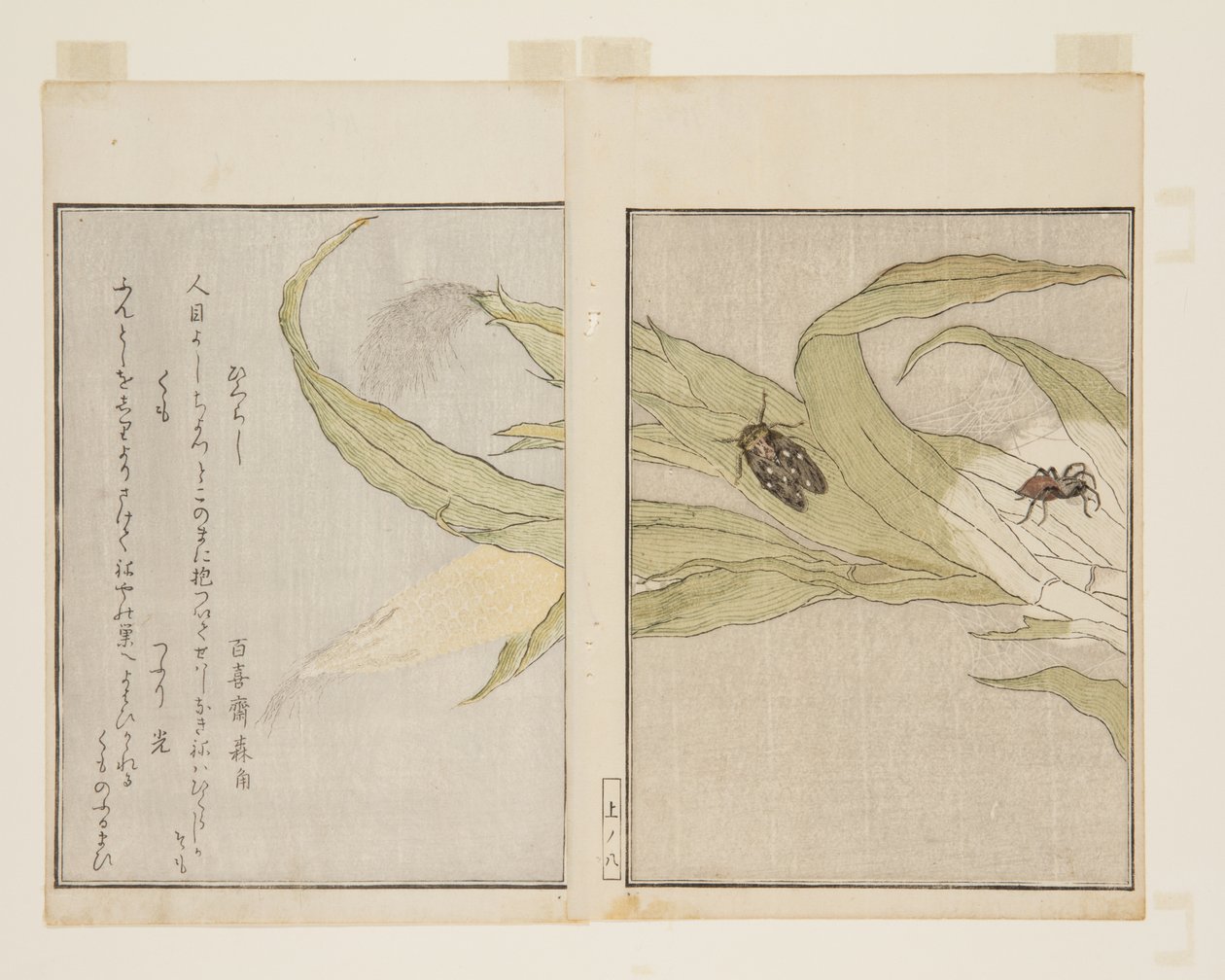 蜘蛛（库莫）和晚蝉（日暮）（彩色木版画 作者 北川宇多郎